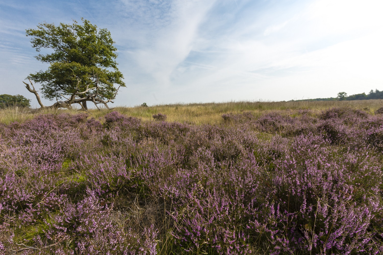 Wandelroute Deelen