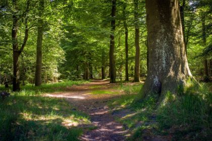 Wandelroute Beetsterzwaag