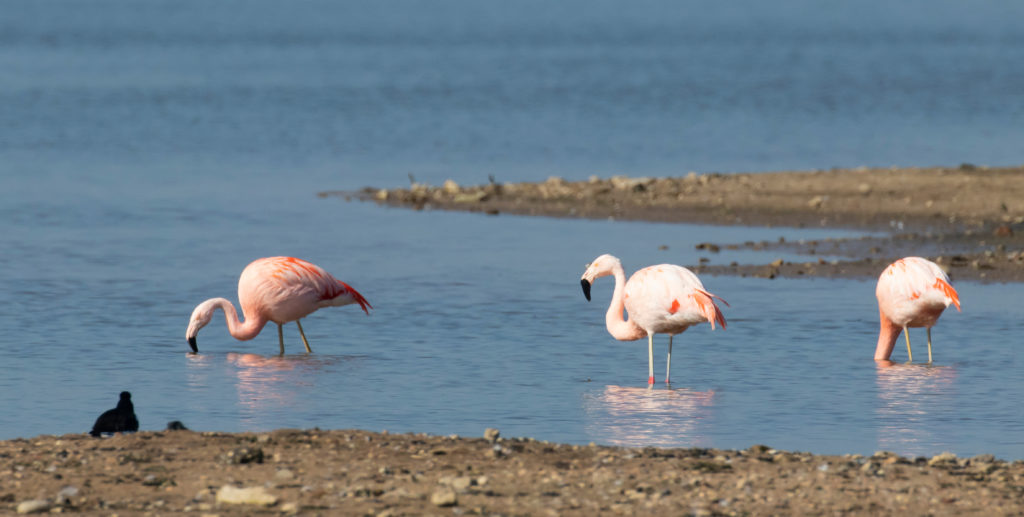 Flamingo's in Nederland