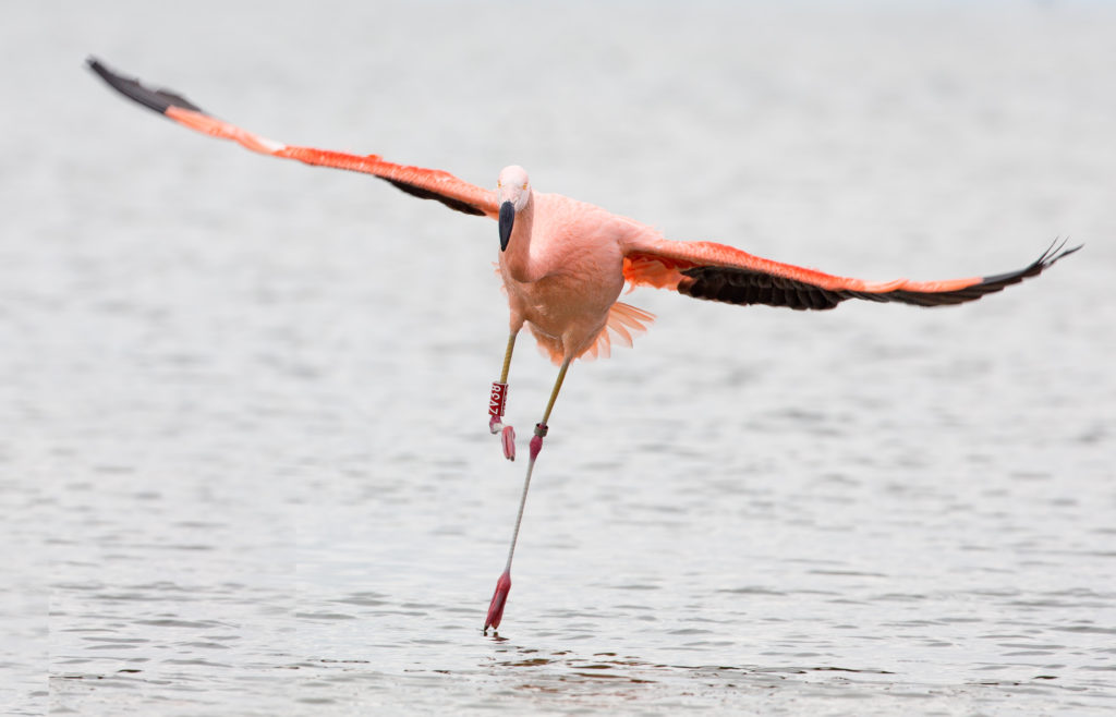 Flamingo's in Nederland
