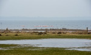 Flamingo's Nederland