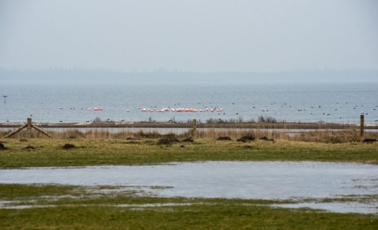 Flamingo's Nederland
