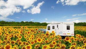Caravan in zonnebloemveld