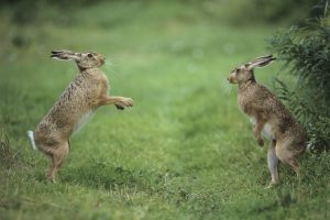 Buitengewone belevenissen Staatsbosbeheer