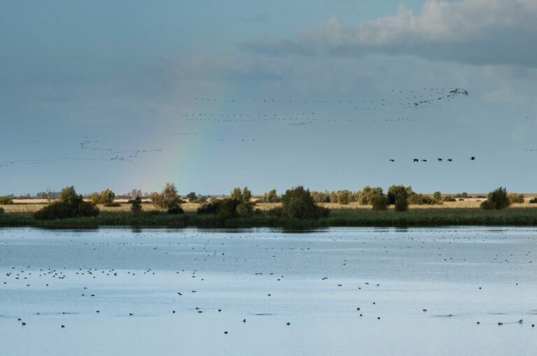 Een van de buitengewone belevenissen van Staatsbosbeheer: met een gids vogels kijken in de Oostvaardersplassen