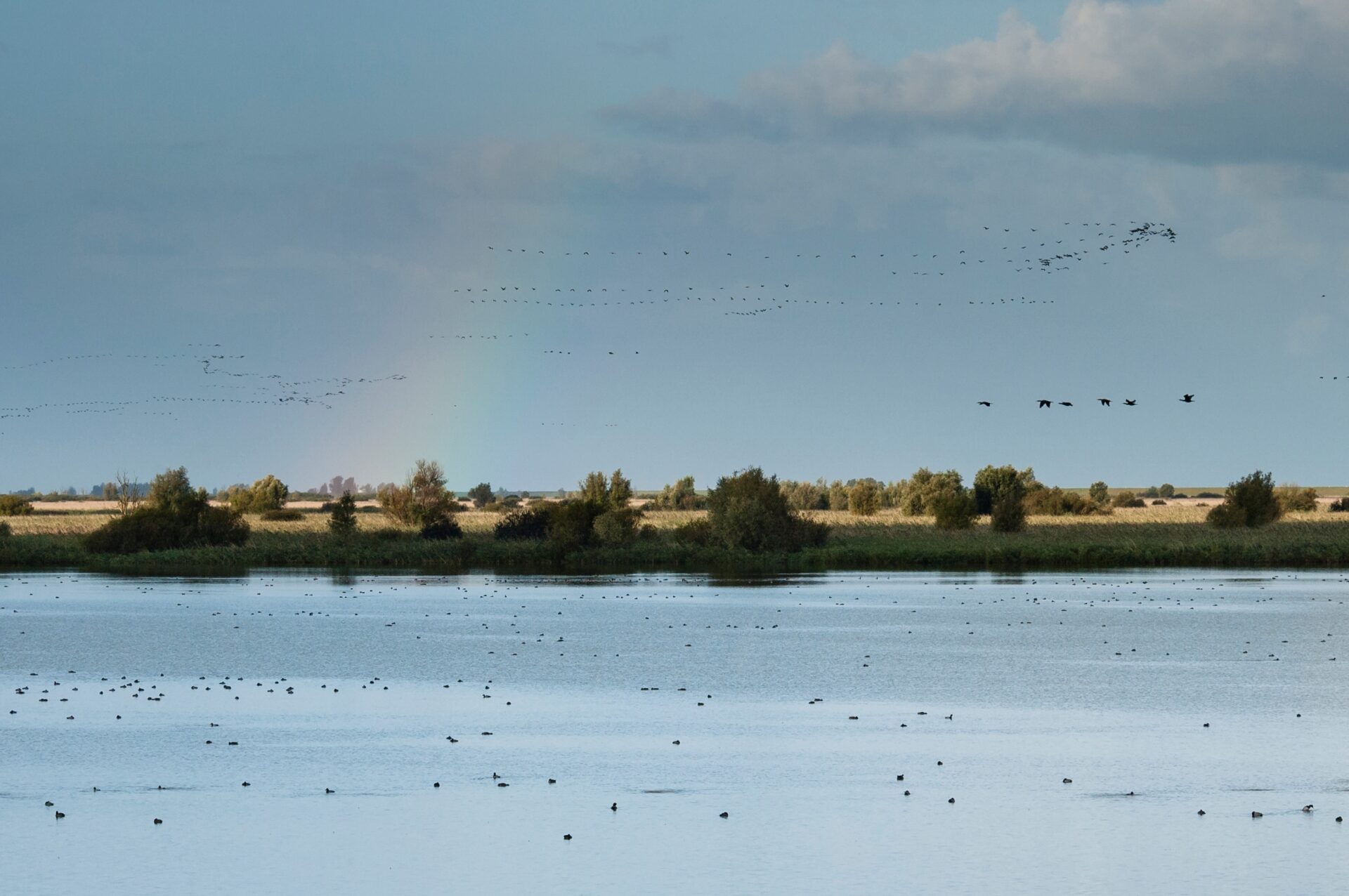 Een van de buitengewone belevenissen van Staatsbosbeheer: met een gids vogels kijken in de Oostvaardersplassen