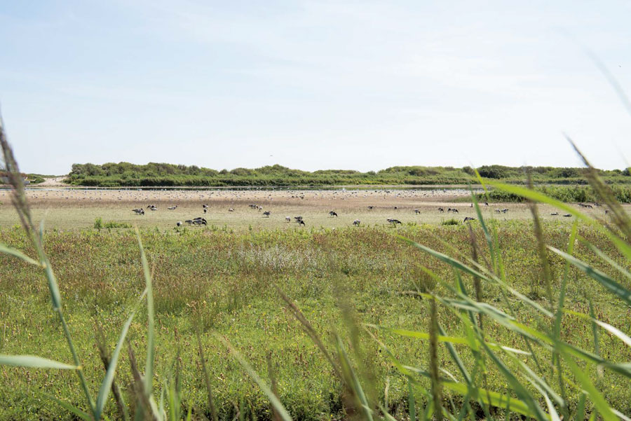 fietsroute Vlieland trekvogels