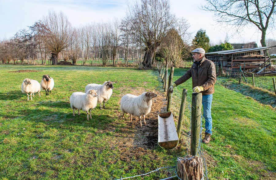 Schaapskooi Schijndel op fietsroute Sint-Michielsgestel