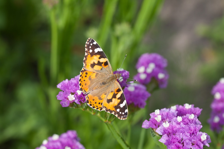 Natuurgebied in eigen tuin