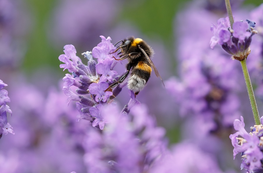 Natuurgebied in eigen tuin