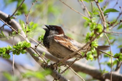 Natuurgebied in eigen tuin