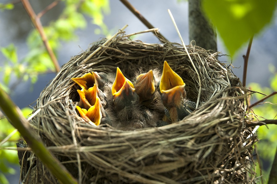 Natuurgebied in eigen tuin