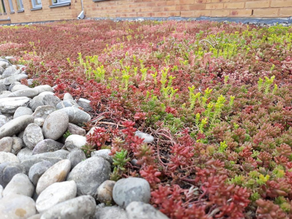 Boswachter Mark Kras heeft zijn dak met sedum (vetkruid) bekleed. 