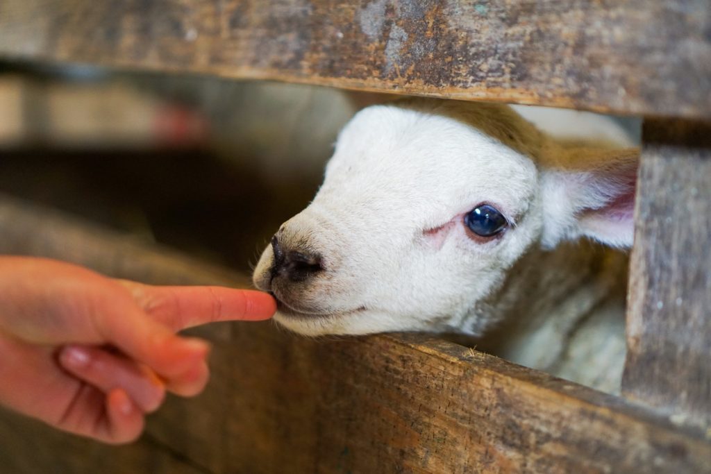 Texel: tips om te doen op hét schapeneiland