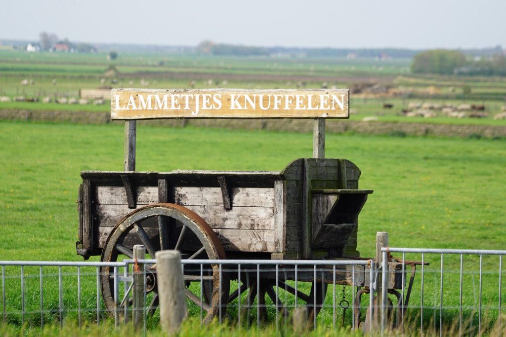 Texel: tips om te doen op hét schapeneiland 