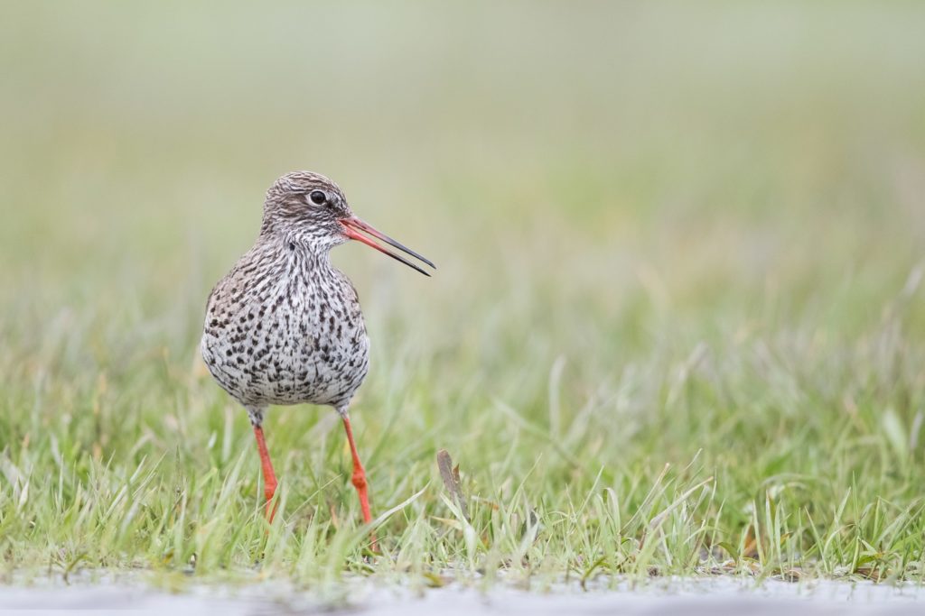 Wandelroute Tholen: vogelen in de Scherpenissepolder 