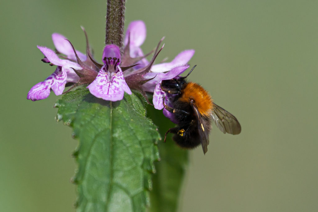 Blog Mark Kras: best warm, ook voor dieren