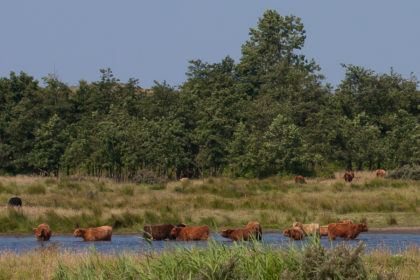 Blog Mark Kras: best warm, ook voor dieren