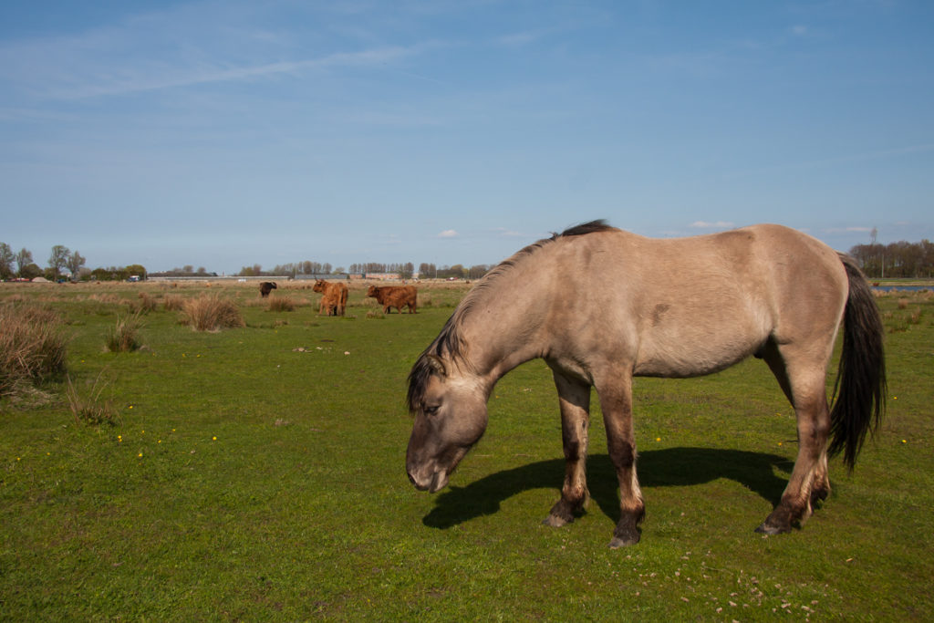 Blog Mark Kras: best warm, ook voor dieren