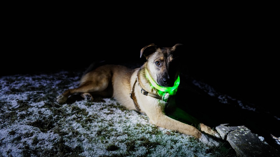 's Avonds veilig wandelen met je hond - Toeractief