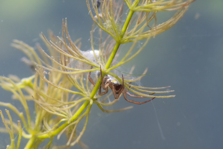 In de sloot of de poel vind je bijzondere waterdiertjes, zoals de waterspin