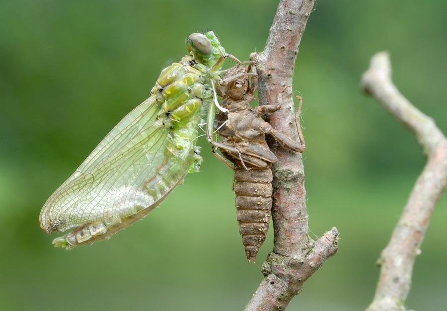 In de sloot of de poel vind je waterbeesten, bijvoorbeeld larven van de libelle.