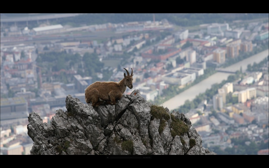 Wildlife Film Festival Rotterdam