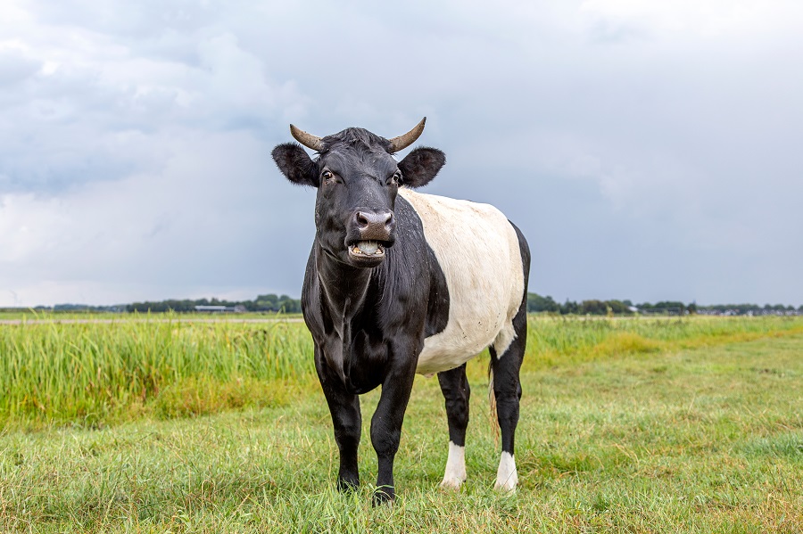 Wandelen door de natuur en over boerenland doe je met de Klompenpaden - Wandelen met Toeractief