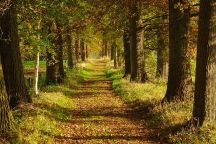 Wandelen door de natuur en over boerenland doe je met de Klompenpaden - Wandelen met Toeractief