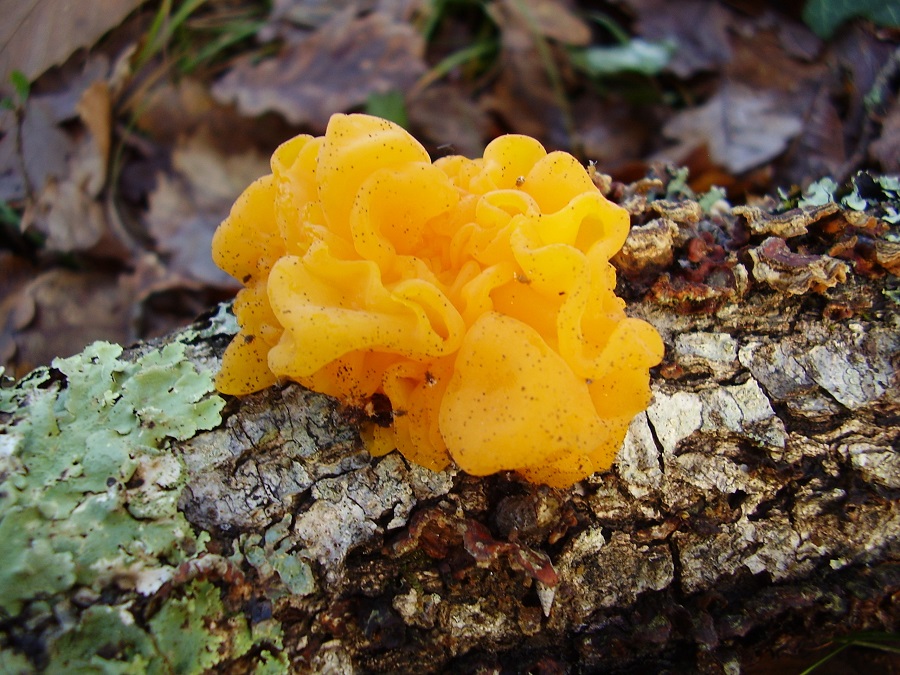 paddenstoelen winter