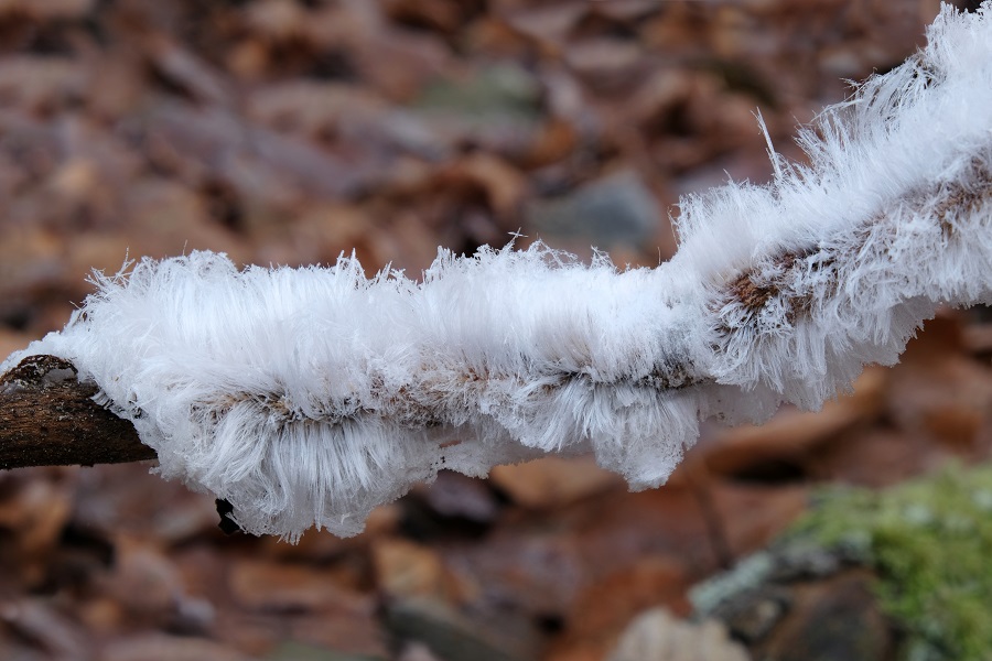 paddenstoelen winter