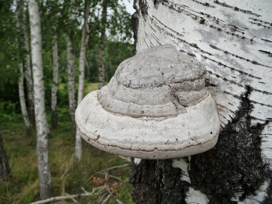 paddenstoelen winter