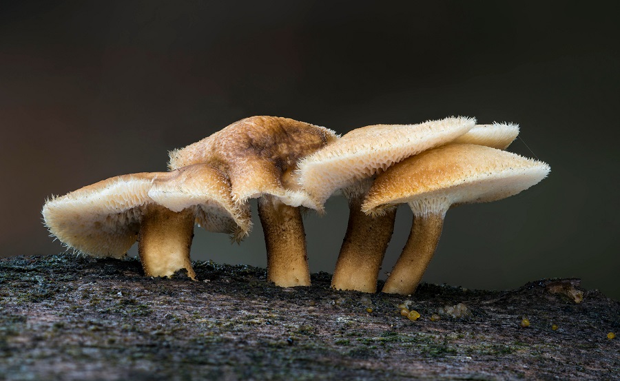 paddenstoelen winter