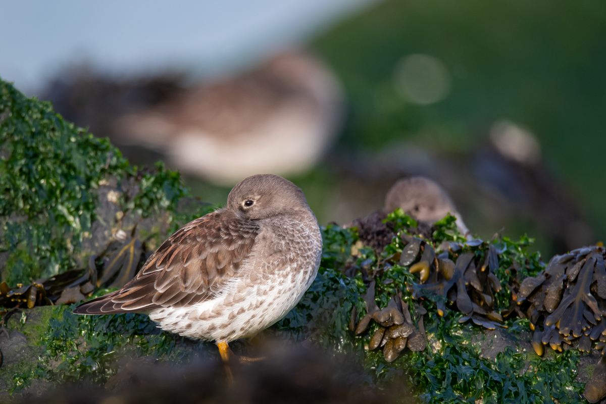 vogels nederlandse kust