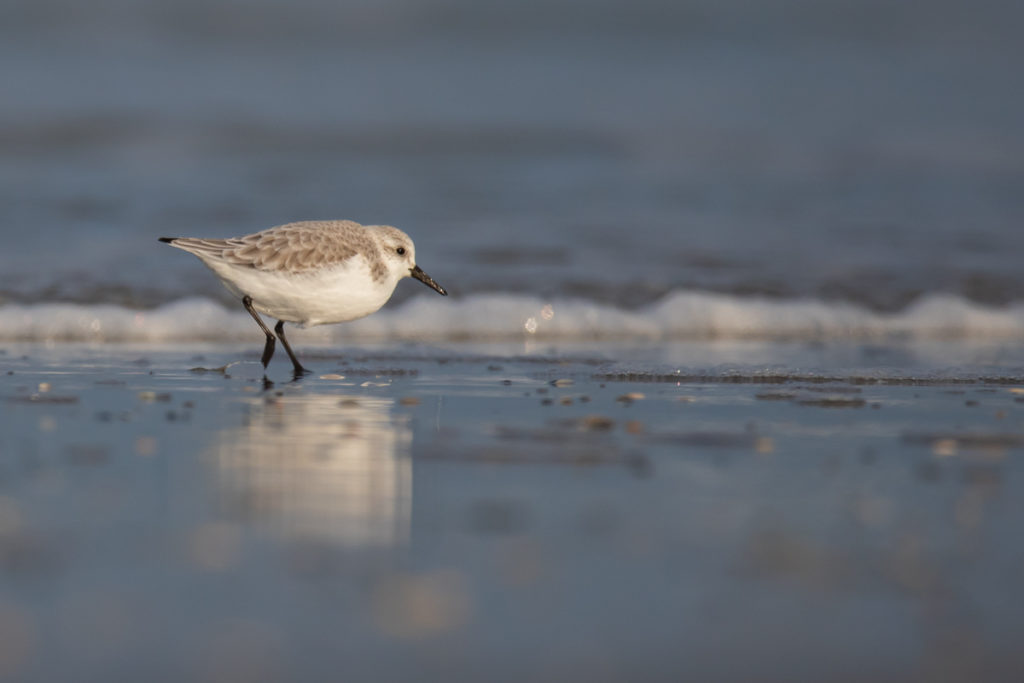 vogels kust