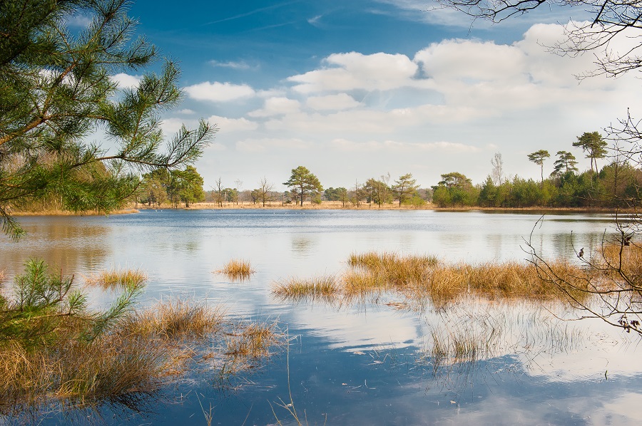 heide in nederland