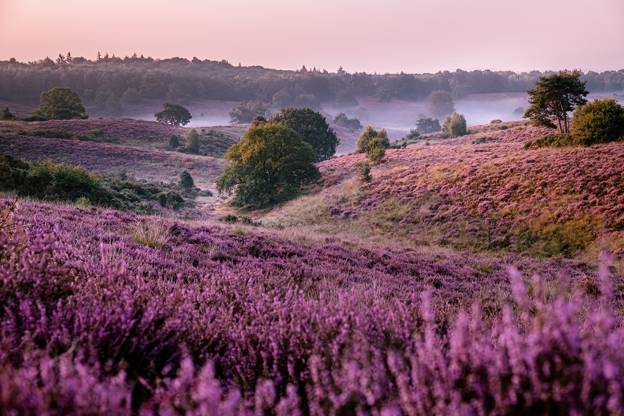 heide in nederland