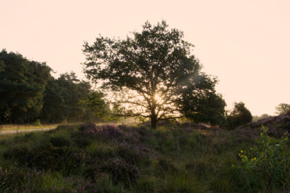 heide in nederland