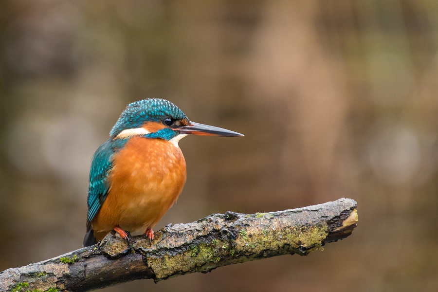 Vogels kijken, vogels spotten of vogelen, het kan allemaal tijdens een wandeling - Toeractief