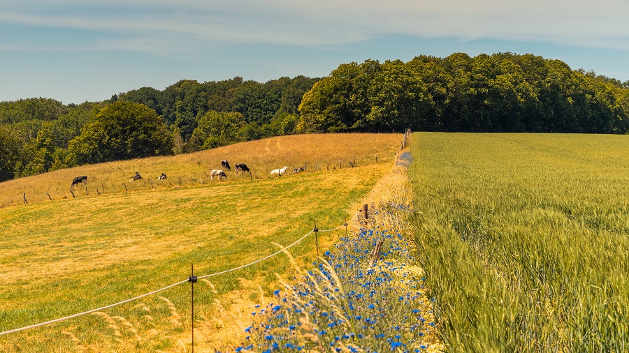 dwars door belgië