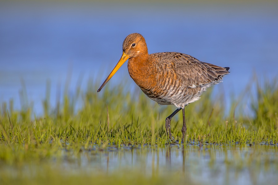 Vogels spotten is leuk voor wandelaars - Toeractief