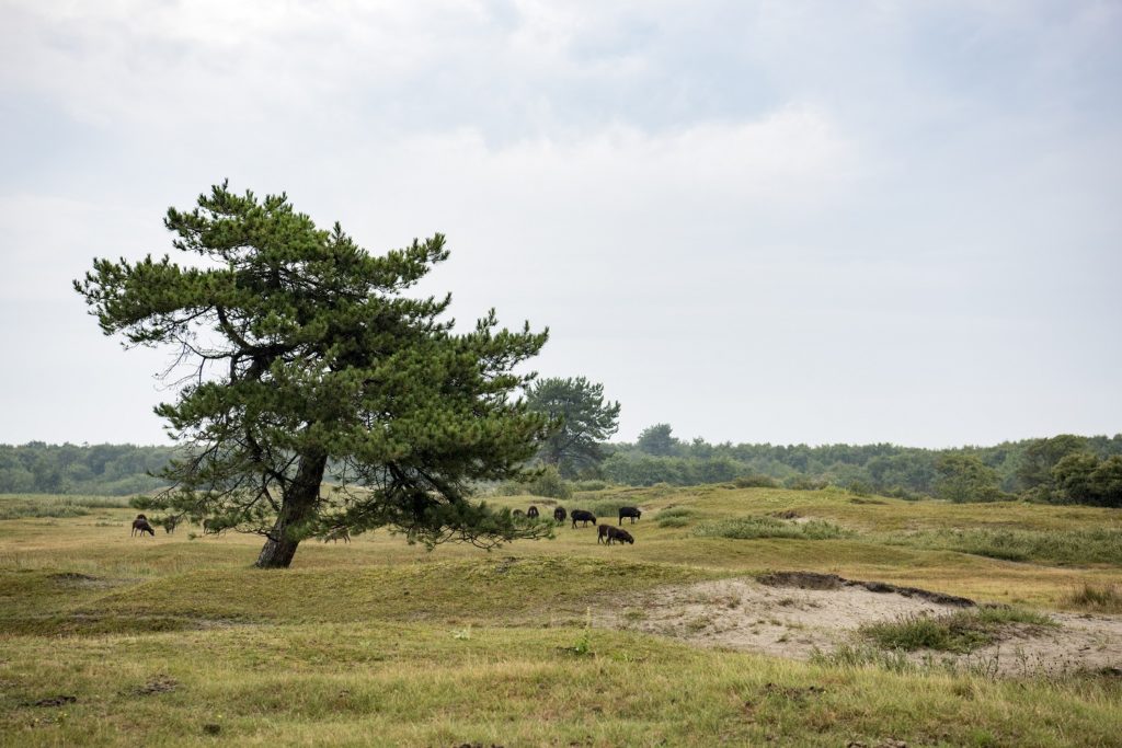 fietsroute Schiermonnikoog