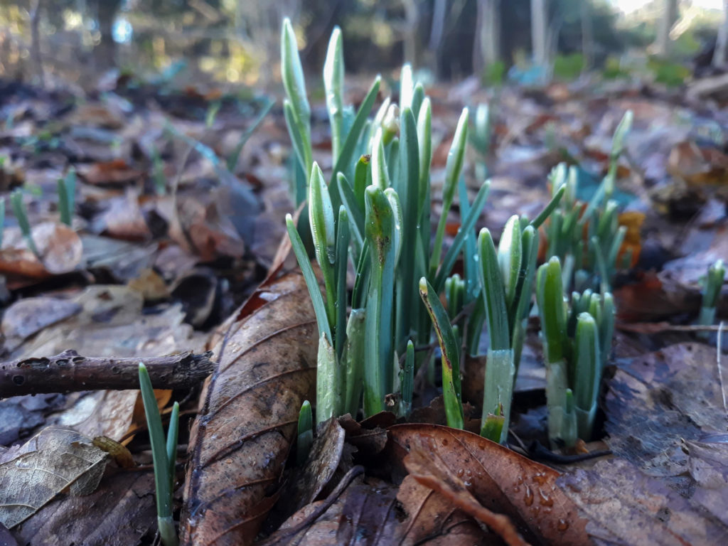 verlangen naar de lente