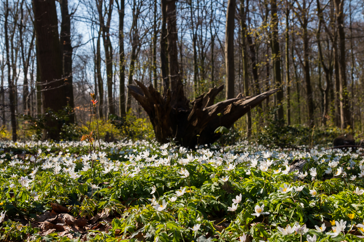 verlangen naar de lente