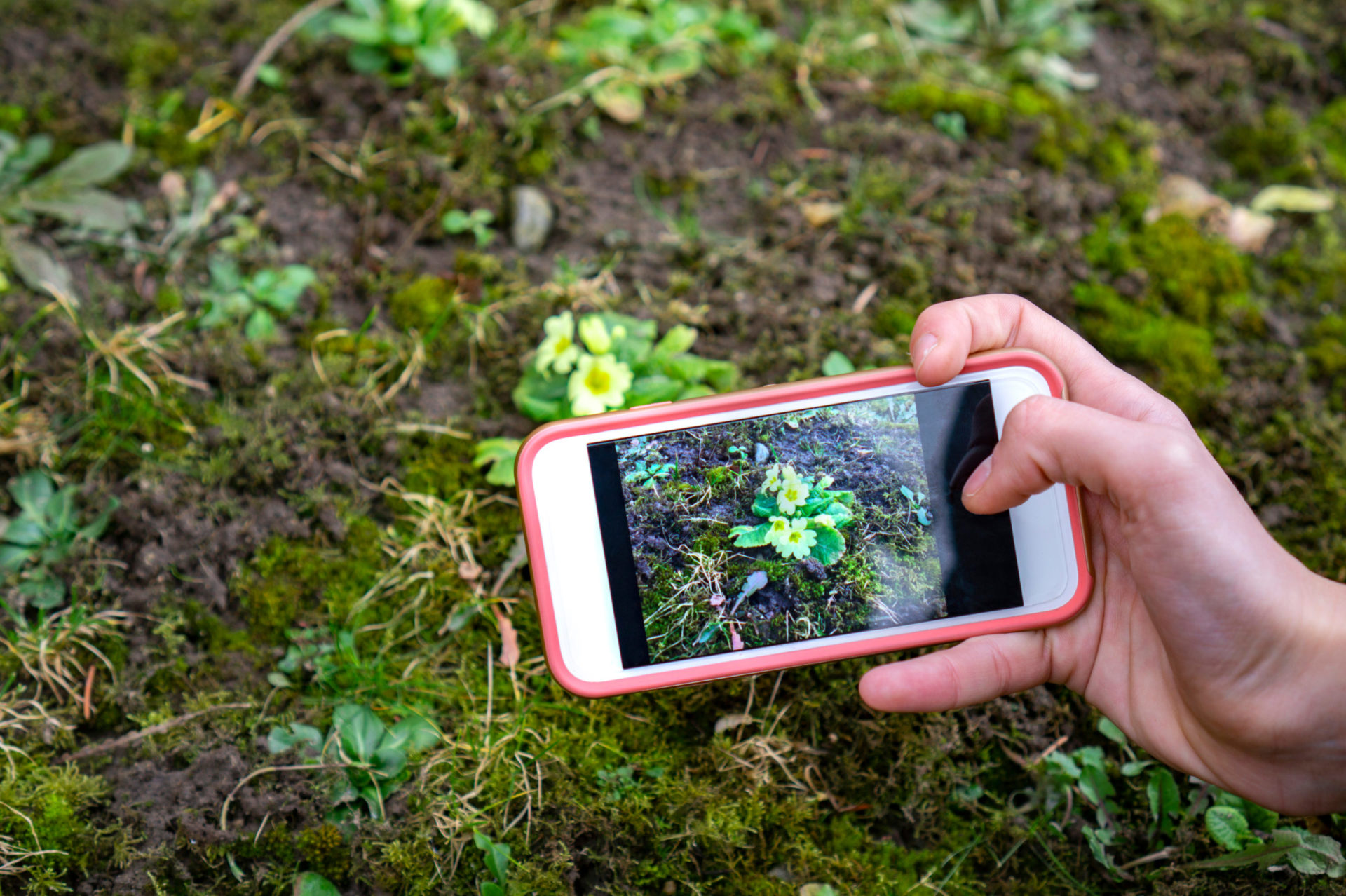 Scorch Kinderdag Ga lekker liggen Met deze apps kun jij planten onderweg herkennen - Toeractief