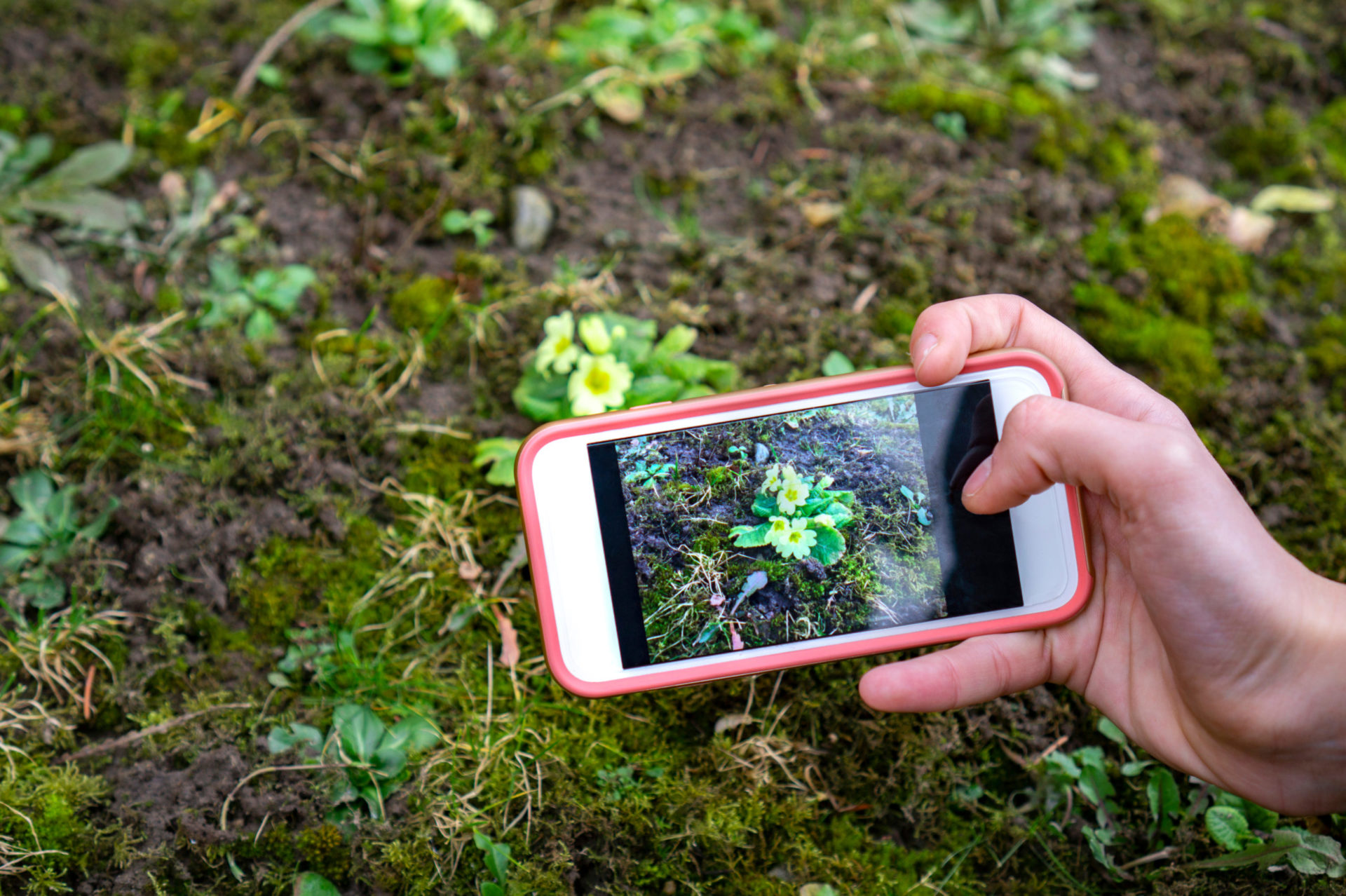 apps planten herkennen