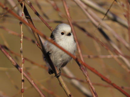 dieren herkennen apps