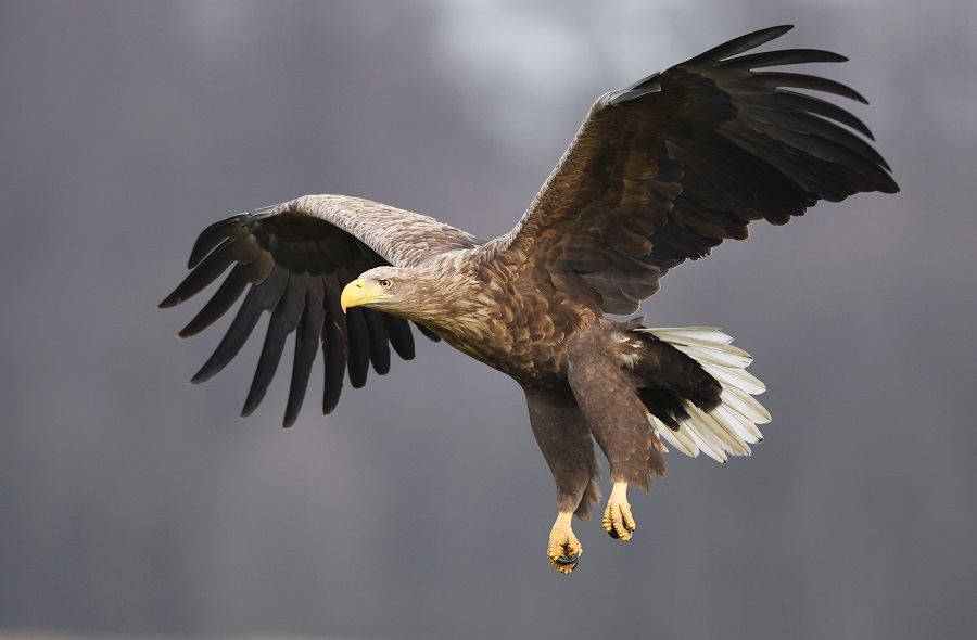 Podcast over de natuur van vroege vogels - Toeractief Tipt