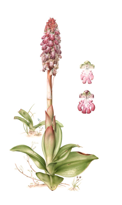 Aquarel van de hyacintorchis – Illustratie: Esmée Winkel