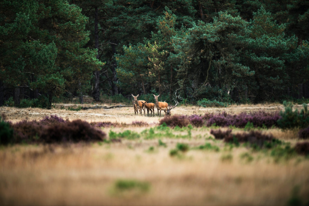 nationale parken nederland